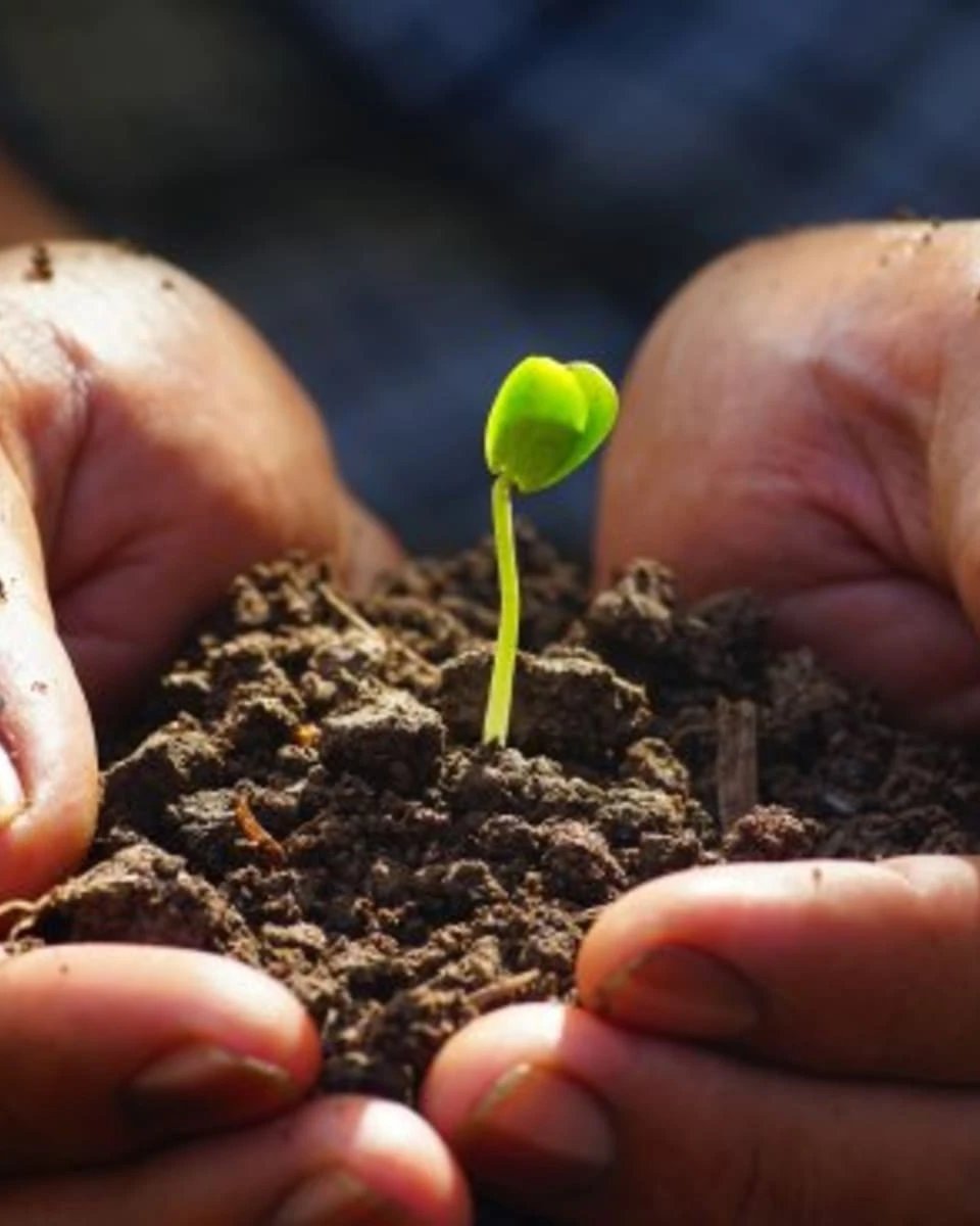 Two hands holding soil with a small green seedling growing from it